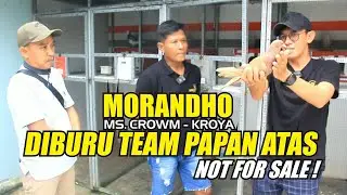 DIBURU TEAM PAPAN ATAS : MORANDHO NOT FOR SALE 