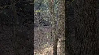Bowhunting & filming whitetails off the ground !!!