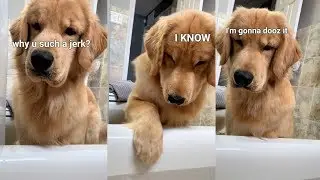 What Does My Dog Do When I Take a Bath?