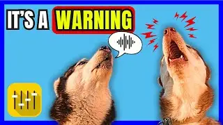 9 Sounds DOGS Make and What They MEAN