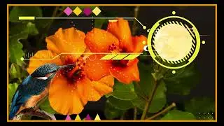 INTRO || Faune et Flore || Tropicale || VID&Eacute;O SANS COPYRIGHT ||