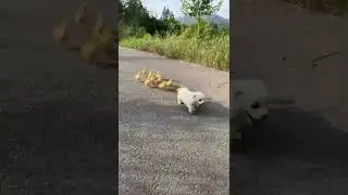 #funnyvideos #funny #dog #animal#cute #zoo #nature