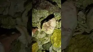 Выживание 24 часа на острове ради еды. Примитивная рыбалка и подводная охота [День 1] 6