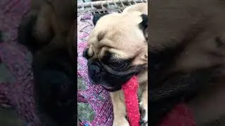 Oscar नराज हो गया Video नहीं बनानी 😔🥰#puglife #oscarpugslife #youtubeshorts ❤️
