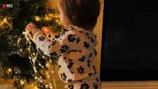 Stella hanging up the lights on the tree all by herself... #Shorts #thecaracappas