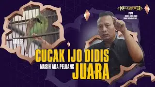 MASTERPIECE ARENA🔥Peluang JUARA Cucak Ijo GOBER Didis Di Gantangan