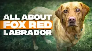 Fox Red Lab: Surprising Truths About The Fox Red Lab