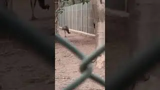 🦖🐆gumi gumi🐅🌲🦕 chhatbir zoo Patiala road Chandigarh 😀😀😀