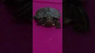 turtle flips over