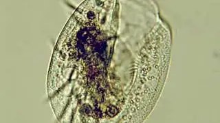 Euplotes charon