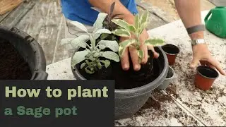 EP171 - How to plant a sage container