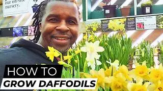 How to Grow & Care for Daffodils: Easy Tips for Stunning Spring Blooms!