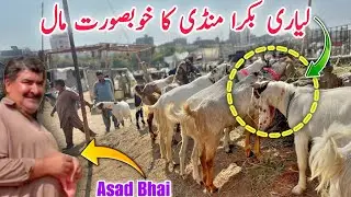 Top Quality Bakra Liyari Mandi | Heavy Male Goat with Asad Bhai