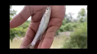 Silver Rasbora