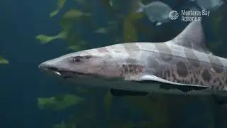 Leopard Sharks &mdash; Shore to Dermaldentickle Your Fancy