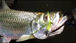 八重川でターポン(イセゴイ)が釣れてしまった件。