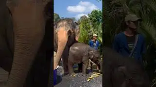 Baby Elephant Playing And Talking #shorts #babyelephant #cute #elephant