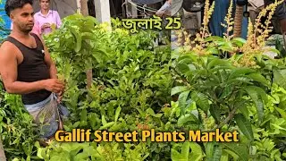 Gallif Street Plant Market Kolkata | best flowers Plants of gallif street July |Kolkata Nursery Haat