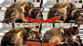 HOW TO MAKE YOUR HOME CAT FRIENDLY (KT-7-1-21)