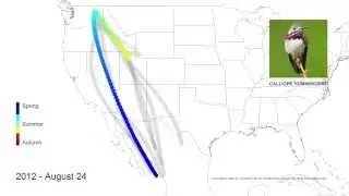 Shifting Migration Routes for Calliope Hummingbirds 2008&ndash;2013