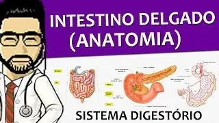 Sistema Digestório 14 - Anatomia do intestino delgado (duodeno, jejuno e íleo) - Vídeo aula