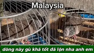 Dòng chim tơ cu gáy Malaysia 0397965493 