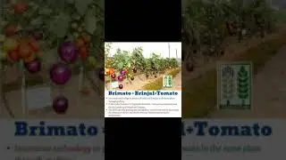 BRimato=BRinjal+Tomato/ICAR-IVRI domescrated grafting develop /#mohitsharmaagriculture#