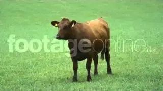 cattle Greenscreen 4k footage_007186