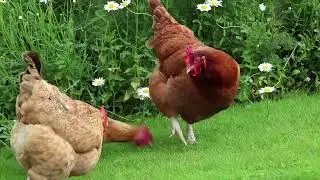 Cinematic Modern Suspense Dark Trailer Lonely Nights No Drums Rabbit Apples Bees Fresh Printing Devi