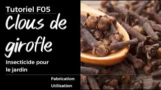 Insecticide Clou de Girofle DIY : Recette Naturelle Puissante pour Infestation