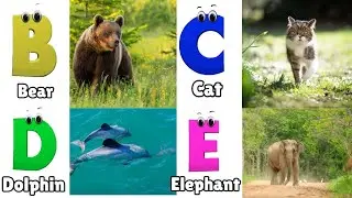 Alphabet Animals Song | Learn the ABC Alphabet Animals Song for Kids | ABC Alphabet Phonics Song