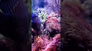 IS 4K REALLY WORTH IT For Aquarium Videos?#aquarium #4k #pianomusic