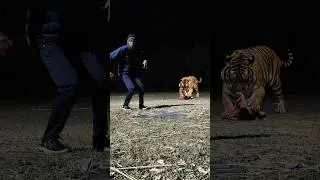 leopard & tiger attack men in funny video #shots #vfx#virl #leopard #yt#video#sabscribe