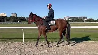 Muhaarar x Ektifaa colt