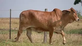 ELEN 1463 BRAHMAN EA FULLHD BIT40
