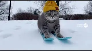 Cat Tries Skiing For The First Time | Instant Karma in the Snow! 😂🐱⛷️