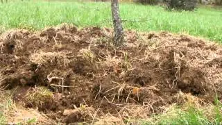 Travail du sol des truffiers.