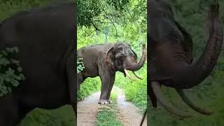 Colossal Elephants Drift Through a Pristine Reserve 🐘🌿#elephantconservation  #elefantes #animals