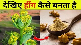 देखिए हींग कैसे बनता है ? Asafoetida Making & Farming