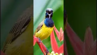 Exotic and Colorful Birds from Indonesian Tropical Forests #birds #BeautifulBirds#TropicalBirds