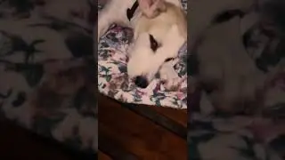 Isko, luna and coco(2)