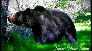 ENORME OSO MARCANDO &Aacute;RBOL (Big Bear Marking on Tree)