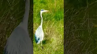 Herons_are tall_wading birds with long legs and beaks 😏wildlife animals #shorts #viral #birds