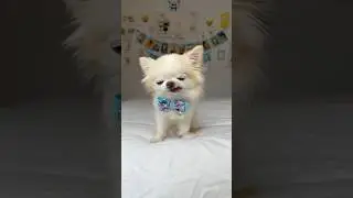 Tiny Cedric&rsquo;s hilarious sneeze attack 😂 #funnydog #sneeze #dog