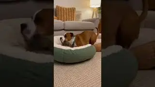 When Your Dog Steals the Cat&rsquo;s Bed 😂 #petlife #funnyanimals