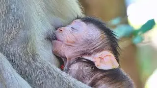 The newborn Monkey fasting drinking fresh milk from Pig Mother Monkey | The World Animals