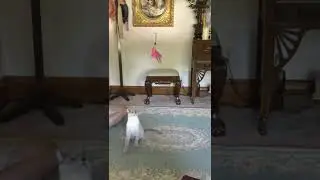 Sunny the cat Little Leaper