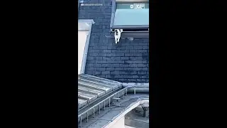 Cat crosses rooftop to visit favorite neighbor