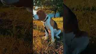 😈 #бигль #beagle #puppy #pets #beaglelove #животные #люблю