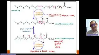 Beta Oxidación de Ácidos grasos insaturados y/o polinsaturados